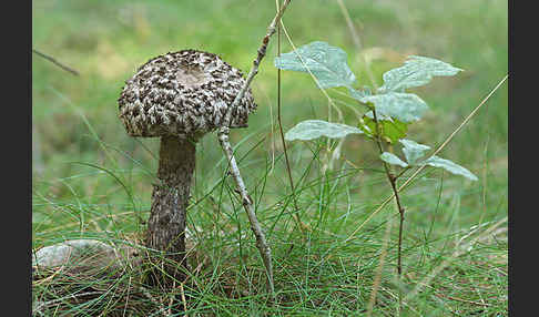 Strubbelkopf (Strobilomyces strobilaceus)