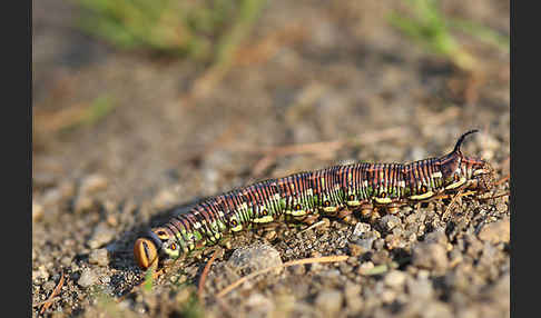 Kiefernschwärmer (Hyloicus pinastri)