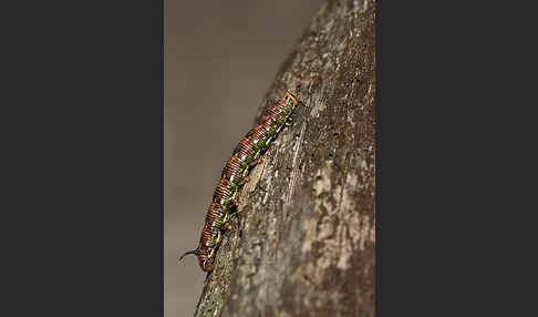 Kiefernschwärmer (Hyloicus pinastri)