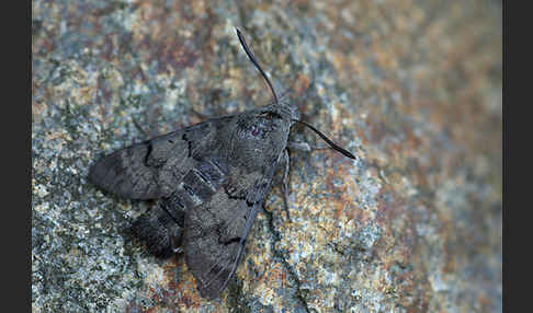 Taubenschwänzchen (Macroglossum stellatarum)