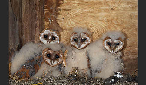 Schleiereule (Tyto alba)