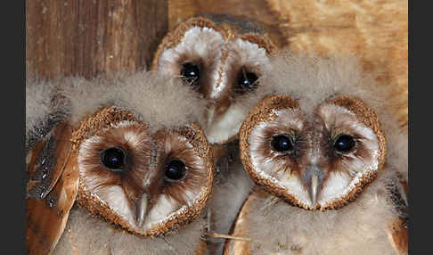 Schleiereule (Tyto alba)