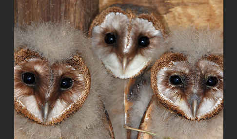 Schleiereule (Tyto alba)