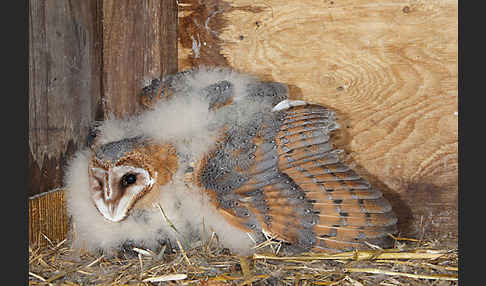 Schleiereule (Tyto alba)