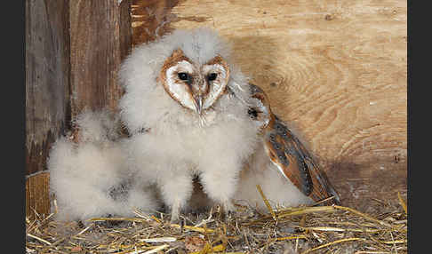 Schleiereule (Tyto alba)