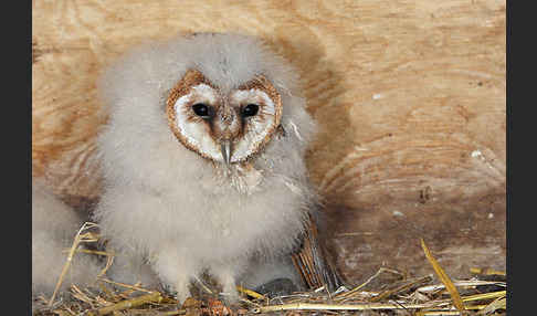 Schleiereule (Tyto alba)