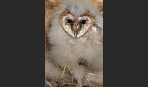 Schleiereule (Tyto alba)