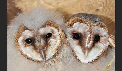 Schleiereule (Tyto alba)