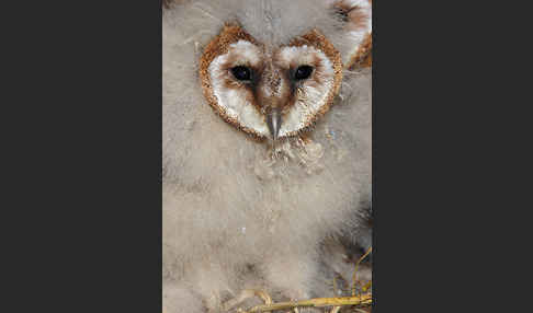 Schleiereule (Tyto alba)