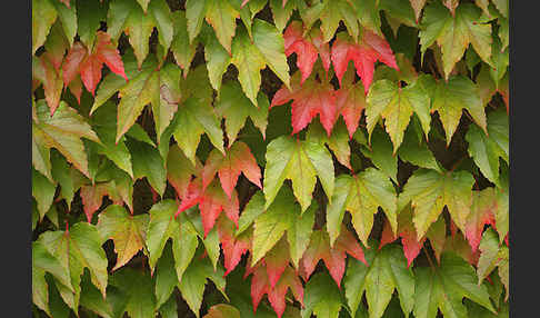 Wilder Wein (Parthenocissus spec.)