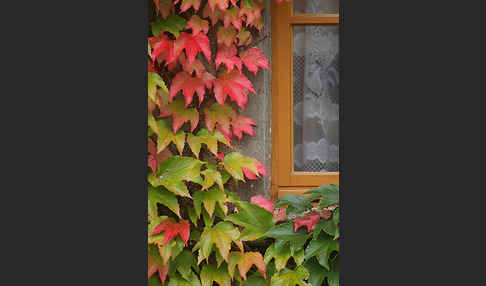 Wilder Wein (Parthenocissus spec.)