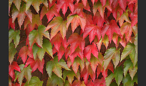 Wilder Wein (Parthenocissus spec.)