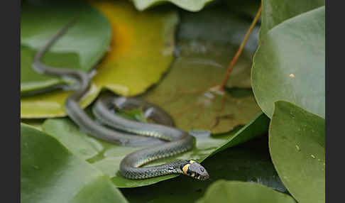 Ringelnatter (Natrix natrix)