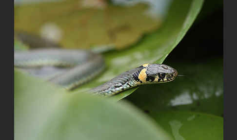 Ringelnatter (Natrix natrix)