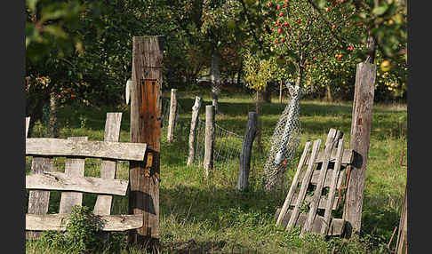 Streuobstwiese (meadow orchard)