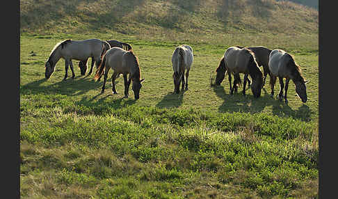 Konik (Equus caballus sspec.)