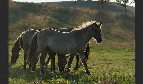 Konik (Equus caballus sspec.)