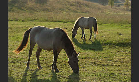 Konik (Equus caballus sspec.)