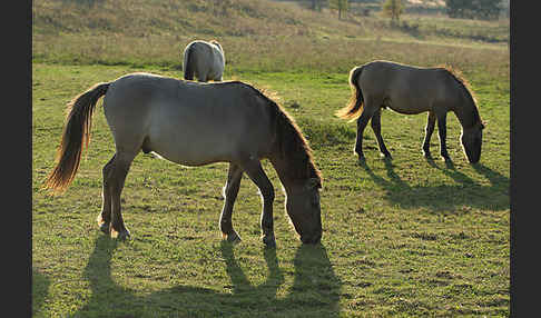 Konik (Equus caballus sspec.)