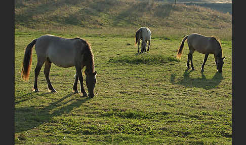 Konik (Equus caballus sspec.)