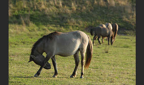 Konik (Equus caballus sspec.)