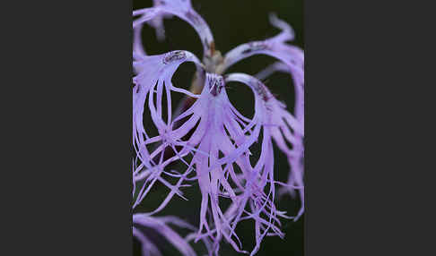 Pracht-Nelke (Dianthus superbus)