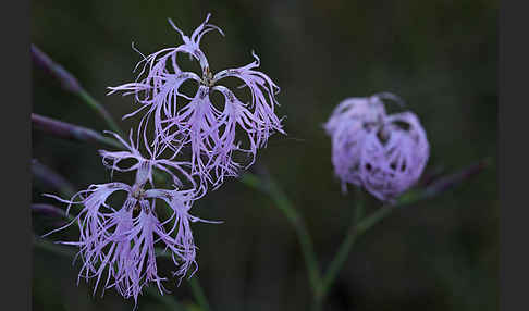 Pracht-Nelke (Dianthus superbus)