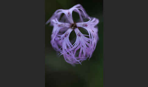 Pracht-Nelke (Dianthus superbus)