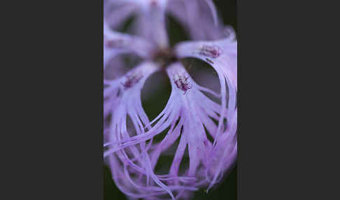 Pracht-Nelke (Dianthus superbus)