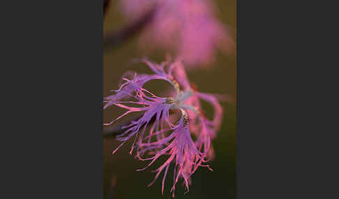 Pracht-Nelke (Dianthus superbus)