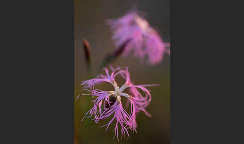 Pracht-Nelke (Dianthus superbus)