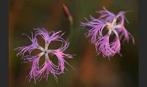 Pracht-Nelke (Dianthus superbus)