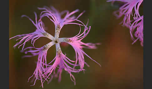 Pracht-Nelke (Dianthus superbus)