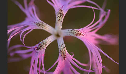 Pracht-Nelke (Dianthus superbus)