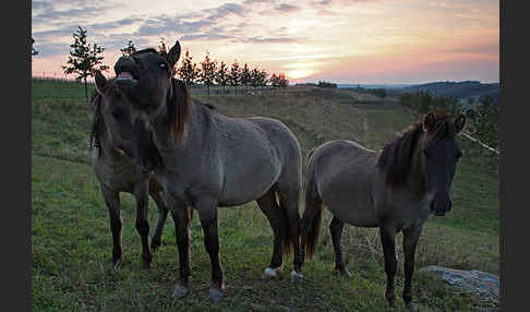 Konik (Equus caballus sspec.)