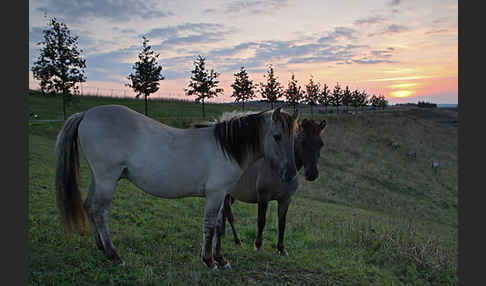 Konik (Equus caballus sspec.)