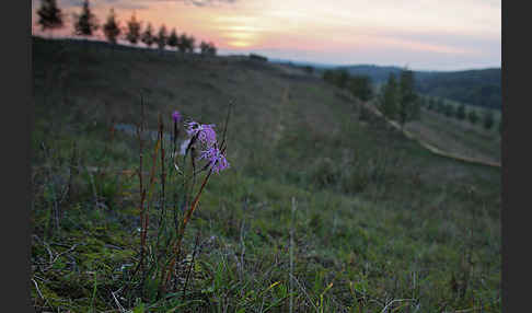 Pracht-Nelke (Dianthus superbus)