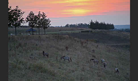 Konik (Equus caballus sspec.)