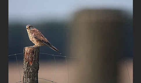 Turmfalke (Falco tinnunculus)