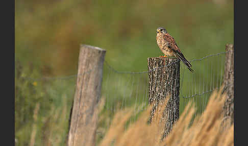 Turmfalke (Falco tinnunculus)