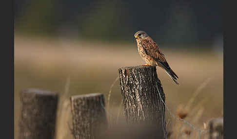 Turmfalke (Falco tinnunculus)