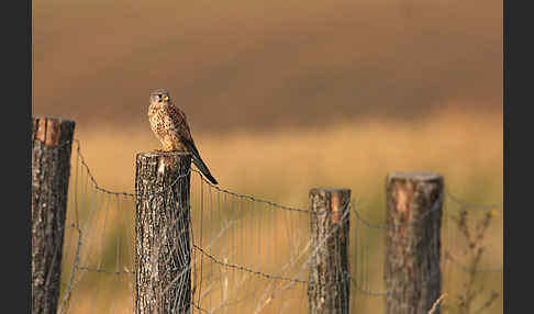 Turmfalke (Falco tinnunculus)