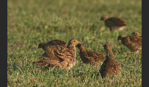 Rebhuhn (Perdix perdix)