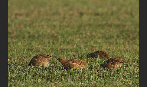 Rebhuhn (Perdix perdix)