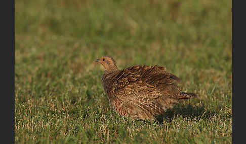 Rebhuhn (Perdix perdix)