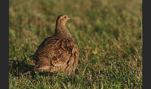 Rebhuhn (Perdix perdix)