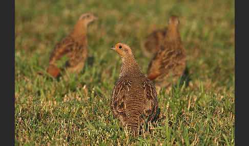 Rebhuhn (Perdix perdix)