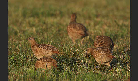 Rebhuhn (Perdix perdix)