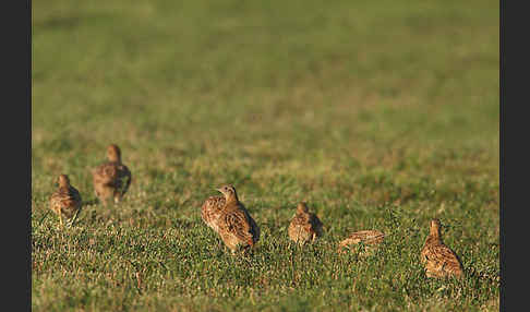 Rebhuhn (Perdix perdix)