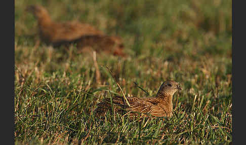 Rebhuhn (Perdix perdix)